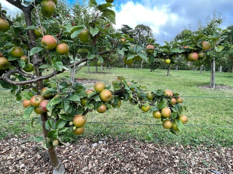 Apple orchard 